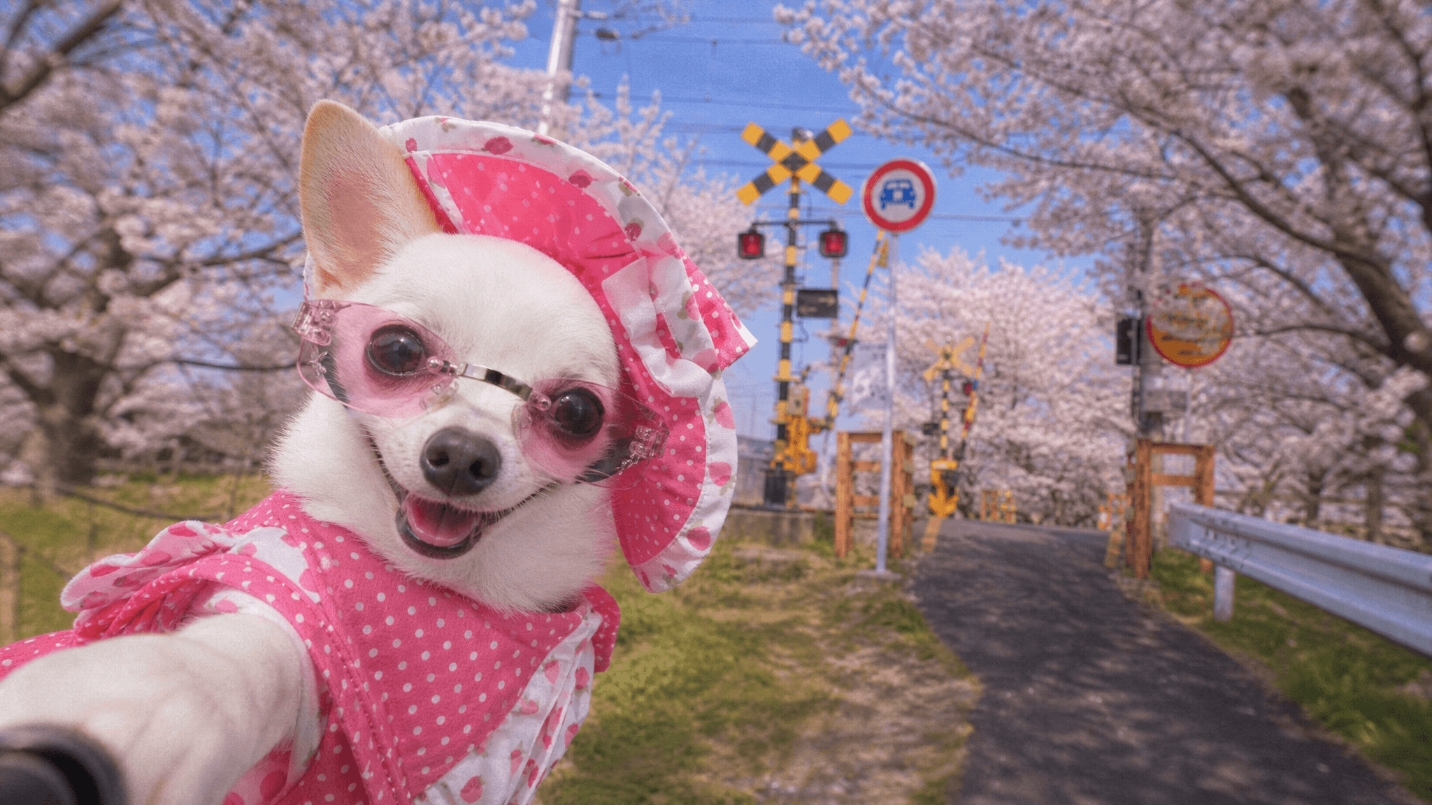 Pet Travel Influencer Selfie